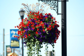 hanging flower basket in downtown